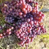 میوه تازه  از سر باغ  زرین اباد