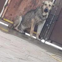 سگ پژدر