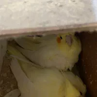 عروس لوتینو مولد