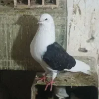 پشت سیاه سور