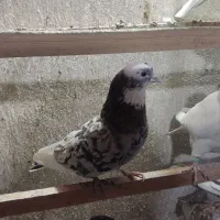 کفترا به شرط پرش همه سالم