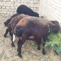 میش و بره افشاری و غزل