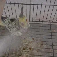عروس هلندی ماده