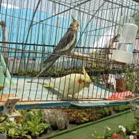 عروس هلندی 2 ماده و یک جفت فروش معاوضه