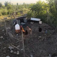 خروس بزرگ