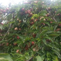 آلو ، محلی