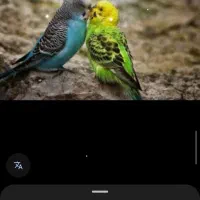 مرغ عشق
