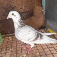 پرنده