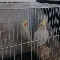 جفت عروس کارداده