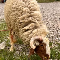 گوسفند نر خانگی