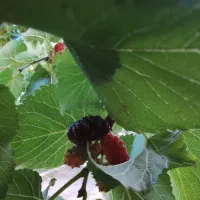 شاه توت تازه ونلک و انگور ابغوره