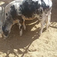 گوساله نر قطع شیر قیمت مناسب