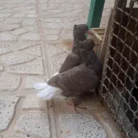 کبوتر گمشده