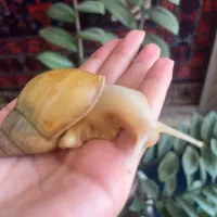 حلزون نژاد آفریقایی تخم دار