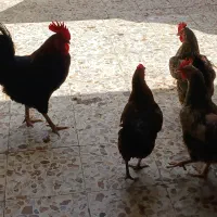 مرغ وخروس