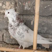 کبوتر|پرنده|ساوه, |دیوار