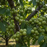 فروش انواع نهال صنوبر و گردو میوه...نهالستان