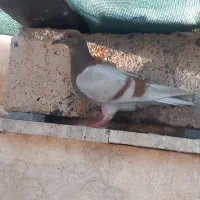 کفتر کبوتر