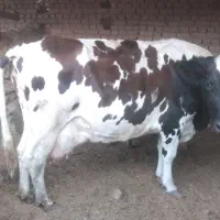 گاو چاق