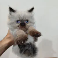گربه نژاد نژاد هیمالین