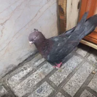 کبوتر