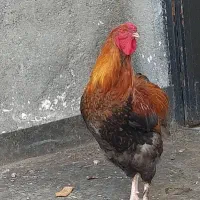 خروس