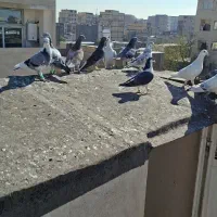 کفتر بوم هوایی