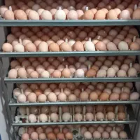 دستگاه جوجه کشی