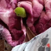 طوطی ملتگو
