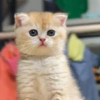 گربه بریتیش