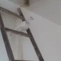 کبوتر
