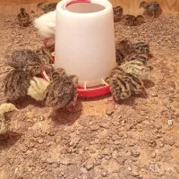 جوجه بلدرچین