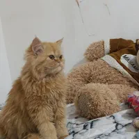 گربه پرشین ماده