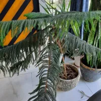 کاج مطبق/گل و گیاه