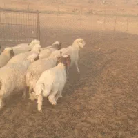 بره دوبری