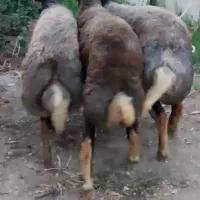حیوانات مزرعه  سالم