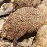 دوعددگوسفندنر