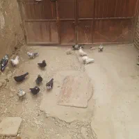 کبوتر پرشی