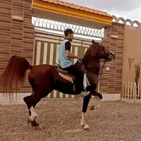 اسب  رقص