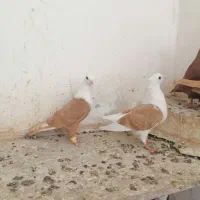 کفتر هوایی کلاغ چپ سار