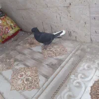 کبوتر عشعل