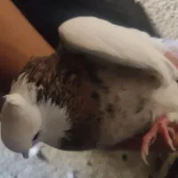 کبوتر زاغ طوقی سرخ بادمجونی سفید سوسکی شازده