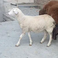 بره نژاد رومن