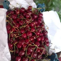 میوه چیدن