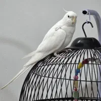 عروس هلندی سالم