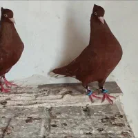 کبوتر
