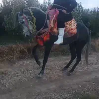 مادیان زیبا