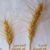 اقدام از شما،محصول چند برابر از ما