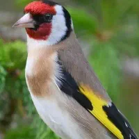 سهره قناری خاکی  باقفس و بدون قفس میفروشم