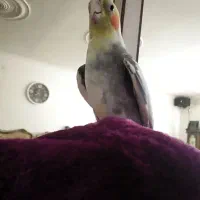 عروس هلندی بالغ نر